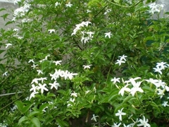 JAZMIN ( JASMINUM ) AZORICUM