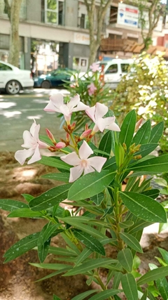 LAUREL DE FLOR