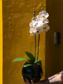 combo PHALAENOPSIS ORQUIDEA + MACETA BOLA vidrio - comprar online