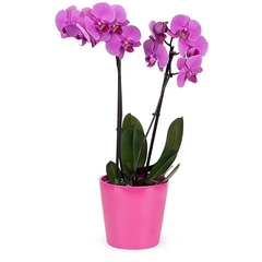 PHALAENOPSIS ORQUIDEA - tienda online