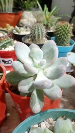 PACHYPHYTUM OVIFERUM SUCULENTA