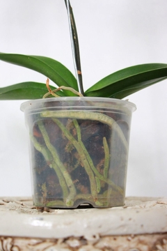 PHALAENOPSIS ORQUIDEA - comprar online