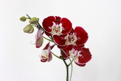 Imagen de PHALAENOPSIS ORQUIDEA