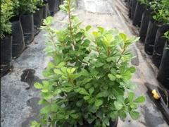 RHUS CRENATA 4LTS - comprar online