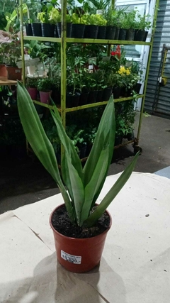 SANSEVIERIA PLATEADA - comprar online