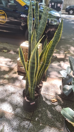 COMBO SANSEVIERIA + MACETA en internet