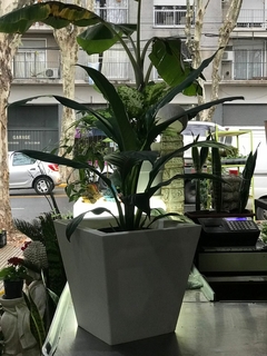 SPATHIPHYLLUM SENSATION en internet