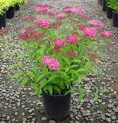 SPIRAEA BUMALDA ANTHONY Waterer - comprar online