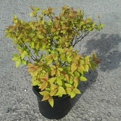 SPIRAEA BUMALDA GOLDFLAME en internet