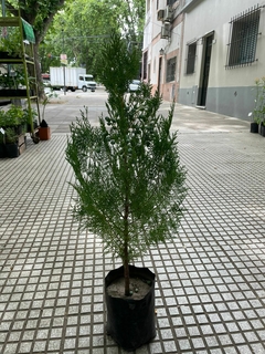 PINO THUJA