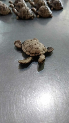 Imagen de MINI TORTUGUITAS PINTADA