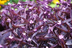 Tradescantia pallida Purpurea