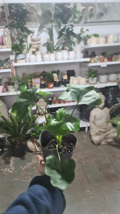 PHILODENDRON MISIONERO "WAMBE" en internet