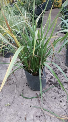 PHORMIUM TENAX AUREA / BRONCE