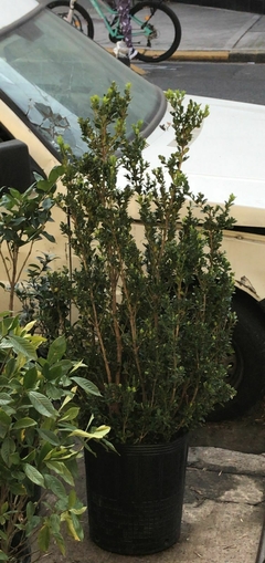 BUXUS SEMPERVIRENS (BOJ)