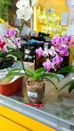 COMBO PHALAENOPSIS ORQUIDEA BABY + VASO VIDRIO