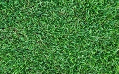 CESPED Zoysia - comprar online