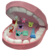 Boca de Feltro Lúdica Luxo com Língua, Dentes e Bactérias para Odontologia