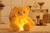 Urso Bicho Pelúcia Luminoso Criativo Light Up LED 32-50cm Brinquedo Colorido Brinquedo - comprar online