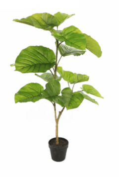Ficus 90cm