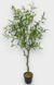 Planta olivo 125 cm - comprar online