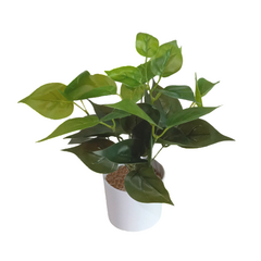 Plantas Potus 30cm