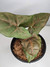 Syngonium podophyllum 'Bronze' (Singônio Chocolate)
