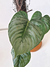 Philodendron sodiroi - Foliosa