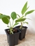 Anthurium gracile - comprar online