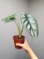 Alocasia Dragon Scale - comprar online