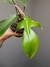 Philodendron squamiferum