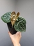 Anthurium luxurians na internet