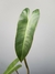 Philodendron atabapoense