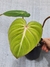 Philodendron gloriosum