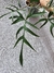 Philodendron polypodioides - comprar online