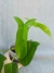 Philodendron 'Bette Waterbury' 69686 - comprar online