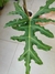 Alocasia portei (G)