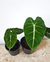 Alocasia micholitziana 'Frydek' na internet