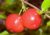 comprar semente orgânica de acerola, semente orgânica de frutas, comprar semente de acerola gigante, semente de acerola gigante, comprar semente de acerola orgânica, onde comprar semente de acerola gigante