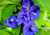 Semente de flor de fada dobrada, sementes de flor fada azul dobrada, comprar sementes de flor de fada, comprar sementes de clitoria azul dobrada, comprar semente de clitoria azul, comprar sementes de flor de fada azul