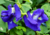 Semente de flor de fada dobrada, sementes de flor fada azul dobrada, comprar sementes de flor de fada, comprar sementes de clitoria azul dobrada, comprar semente de clitoria azul, comprar sementes de flor de fada azul