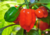 semente de pimenta habanero vermelha, comprar sementes de pimenta habanero vermelha, sementes de pimenta vermelha, sementes de pimenta habanero, sementes de pimentas diferentes, comprar sementes de pimentas raras