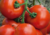 Comprar sementes de tomate em promoção, comprar semente de tomate, comprar semente de tomate diferente,  plantar sementes de tomates, plantar sementes de tomate no vaso, plantar tomate na horta, plantar sementes de tomate no quintal, comprar sementes de t