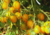 semente de tomatinho amarelo, sementes de tomate sweet grape, sementes de tomatinhos doces, comprar semente de tomatinho sweet grape, comprar sementes de tomatinhos doce, comprar sementes de tomates amarelos, sementes de tomates gourmet, sementes de tomat