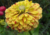 semente de zinnia colorida, comprar sementes de zinnia carrossel, comprar sementes de zinnia, sementes de zinnia carrossel, comprar sementes de flores coloridas, comprar sementes de zinnia, semente de zinnia carrossel