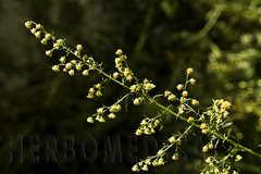 Artemisia Annua en Flor 100g. Artemisa - HERBOMEDICAL
