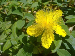 6 Tinturas Madre Hiperico (Hypericum Perforatum) en internet