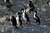 Navegación Pingüinera