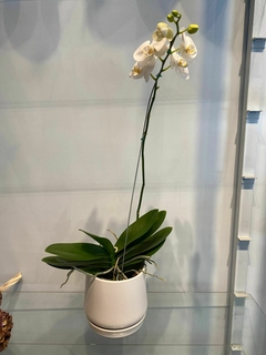 Orquideas Phalaenopsis+ maceta - comprar online