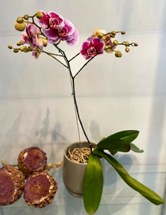 Orquideas Phalaenopsis+ maceta
